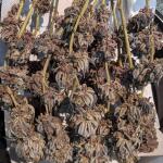 peyote-cookies-fem-barneys-farm.jpg