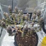 unknown-kush-desconocida-kush-fem-delicious-seeds.jpg