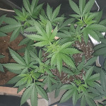 viagrra-vip-seeds.jpg