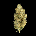 apple-strudel-auto-fem-fastbuds.jpg