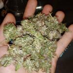 auto-cbd-victory-fem-dutch-passion.jpg