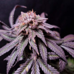 blueberry-muffin-fem-humboldt-seed-company.jpg