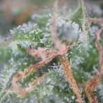 papaya-zoap-auto-fem-sweet-seeds.jpg