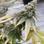 blueberry-muffin-fem-humboldt-seed-company.jpg