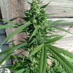 auto-northern-light-fem-victory-seeds.jpg