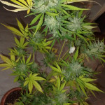 sweet-zenzation-xl-auto-fem-sweet-seeds.jpg