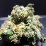 blueberry-cheese-auto-blue-cheese-auto-fem-barneys-farm.jpg
