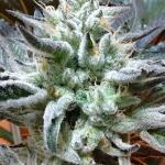 peyote-cookies-fem-barneys-farm.jpg