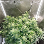 cream-mandarine-f1-fast-version-fem-sweet-seeds.jpg