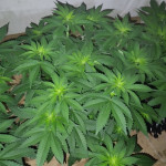 northern-lights-fem-00-seeds.jpg