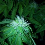 blueberry-kush-automatic-nirvana-seeds.jpg