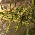 lsd-25-auto-fem-fastbuds.jpg