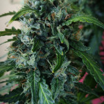 papaya-zoap-auto-fem-sweet-seeds.jpg