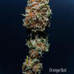 orange-bud-fem-dutch-passion.jpg