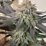 watermelon-zkittlez-fem-barneys-farm.jpg