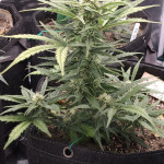 banana-daddy-auto-rbx2-fem-ethos-genetics.jpg