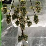 critical-kush-auto-critical-rapido-auto-fem-barneys-farm.jpg