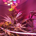 deep-purple-haze-auto-sumo-seeds.jpg