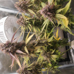 honey-peach-auto-cbd-fem-sweet-seeds.jpg
