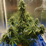 cbd-auto-20:1-fem-fastbuds.jpg
