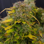 mango-sherbert-auto-fem-humboldt-seed-company.jpg