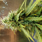 cbd-auto-20:1-fem-fastbuds.jpg