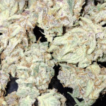 black-muffin-f1-fast-version-fem-sweet-seeds.jpg