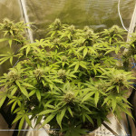 auto-heaven-fem-victory-seeds.jpg