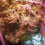 deep-purple-haze-auto-sumo-seeds.jpg