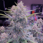 purple-juice-auto-fem-herbies-seeds.jpg