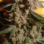 gorilla-glue-4-fem-original-sensible-seeds.jpg