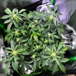 pink-rozay-auto-fem-7ch-american.jpg