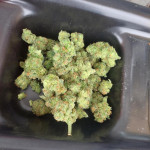 jet-fuel-mandarine-xl-auto-fem-sweet-seeds.jpg