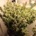wedding-cake-auto-fem-barneys-farm.jpg