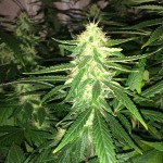 l.a._amnesia_paradise_seeds.JPG