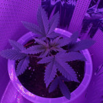 lowryder-auto-fem-vision-seeds.jpg