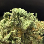 orange-creampop-fem-humboldt-seed-company.jpg