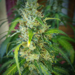 papaya-zoap-auto-fem-sweet-seeds.jpg