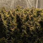 pineapple-express-auto-fem-barneys-farm.jpg