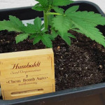chem-bomb-auto-fem-humboldt-seeds.jpg