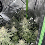 lemon-cherry-gelato-fem-barneys-farm.jpg