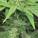 godzilla-original-glue-gg4-godzilla-glue-4-fem-herbies-seeds.jpg