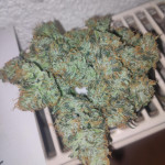 papaya-zoap-auto-fem-sweet-seeds.jpg