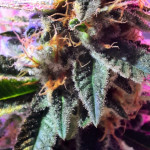 lucid-bolt-fem-paradise-seeds.jpg