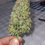 sweet-zenzation-xl-auto-fem-sweet-seeds.jpg
