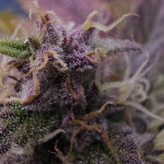 strawberry-gorilla-auto-fem-fastbuds.jpg
