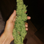 gorilla-glue-auto-glue-auto-fem-fastbuds.jpg