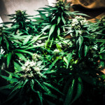 chocolate-skunk-00-seeds.jpg