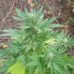white-widow-fem-victory-seeds.jpg
