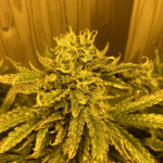jealousy-z-xl-auto-fem-sweet-seeds.jpg
